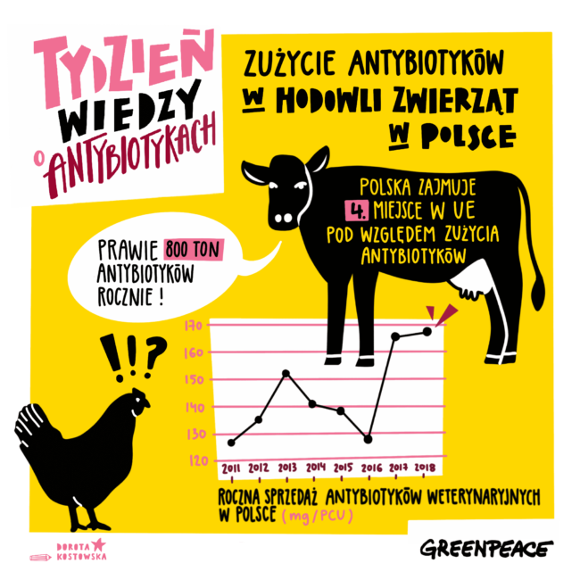 Polska przoduje w zużyciu antybiotyków w hodowli zwierząt